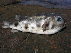 Contusus brevicaudus