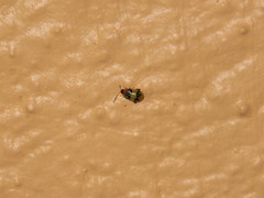 Walterianella biarcuata