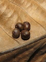 Caryomyia deflexipili