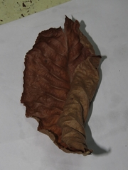 Caryomyia deflexipili