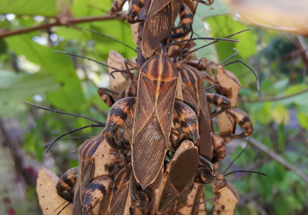 Squash bug
