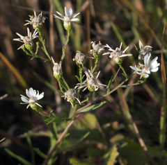 Solidago ptarmicoides
