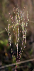 Lechea stricta
