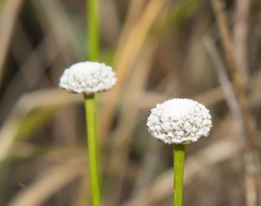 Lachnocaulon anceps