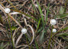 Lachnocaulon anceps