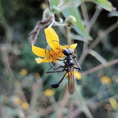 Eremnophila