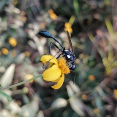 Eremnophila