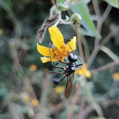 Eremnophila