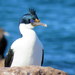 Blue-eyed Shags and Allies - Photo (c) Julián Rolando Tocce, some rights reserved (CC BY-NC), uploaded by Julián Rolando Tocce