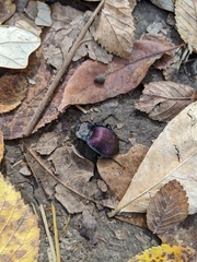 Scaphinotus elevatus