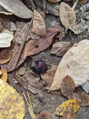 Scaphinotus elevatus