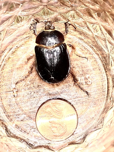 Pleocoma sonomae