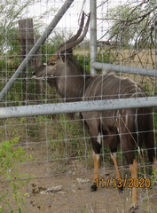 Tragelaphus