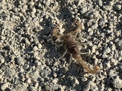 Paruroctonus variabilis