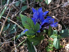 Gentiana scabra buergeri