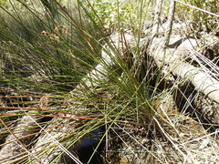 Machaerina articulata