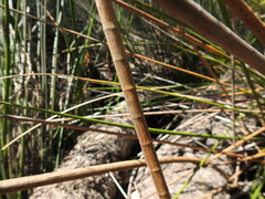 Machaerina articulata