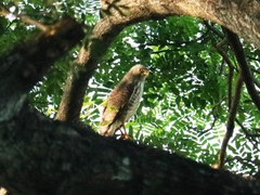 Rupornis magnirostris