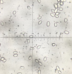 Melanoleuca cinereifolia