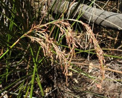 Machaerina articulata