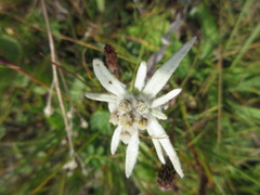 Leontopodium leontopodioides