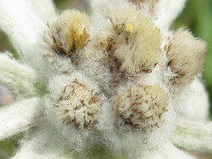 Leontopodium leontopodioides