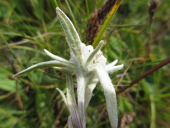 Leontopodium leontopodioides