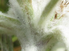 Leontopodium leontopodioides