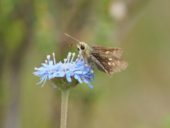 Trapezites lutea lutea