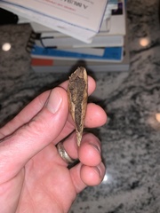 Amphibolips acuminata