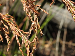 Machaerina articulata