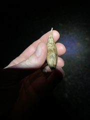 Amphibolips acuminata