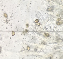 Hebeloma ischnostylum