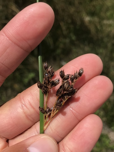 San Francisco rush (Juncus lesueurii)