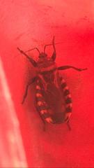 Brontostoma colossus