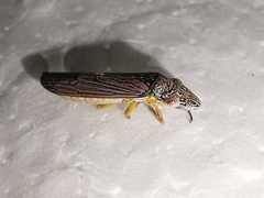 Homalodisca elongata