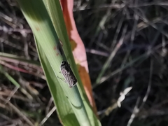 Homalodisca elongata