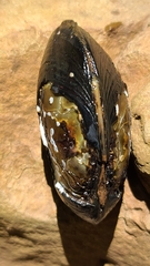 Hyridella australis