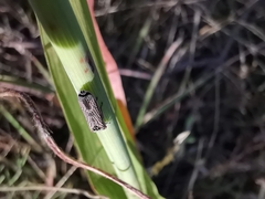 Homalodisca elongata