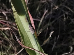 Homalodisca elongata