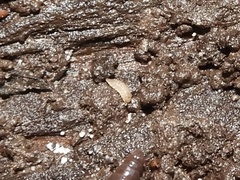 Haplophthalmus danicus