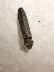 Homalodisca elongata