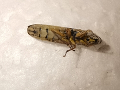 Homalodisca elongata