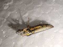 Homalodisca elongata