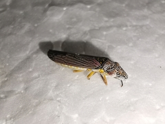 Homalodisca elongata