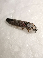 Homalodisca elongata