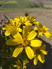 Flourensia thurifera