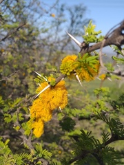Vachellia caven