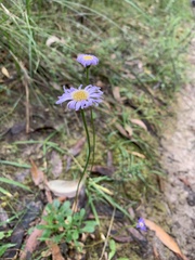 Brachyscome decipiens