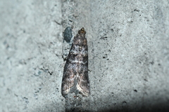 Ortholepis pasadamia